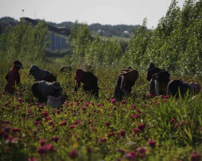 Sabah saat 5'te çalışmaya başlıyorlar: Dikenlerin arasından binbir zorlukla topluyorlar