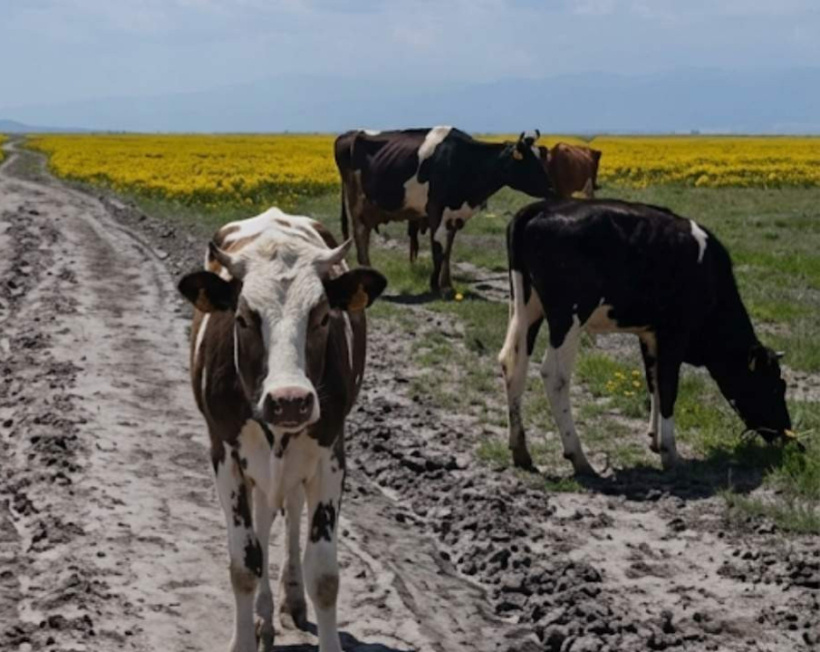 Bunu ancak inekler yapar: Yediler bitirdiler talan ettiler