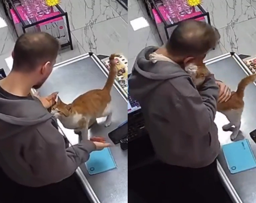 Rize'de her gün esnafa sarılan kedinin videosu tüm dünyada viral oldu
