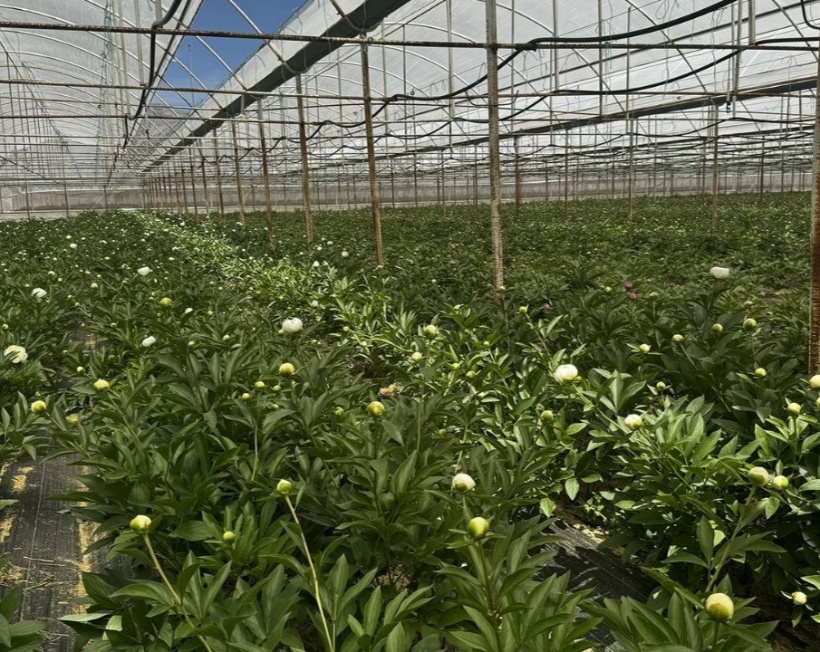 Tanesi 150 TL’den satılıyor! Antalya'dan 81 ilden sipariş yağıyor