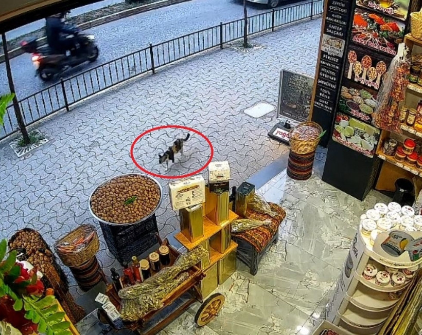 "Sakar" kedi adının hakkını verdi: Tek patisiyle ortalığı birbirine kattı