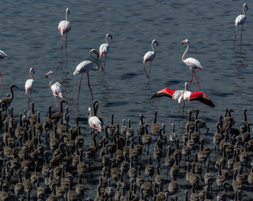 Tuz gölü pembeye döndü: Binlerce flamingo yavrusu dünyaya geldi
