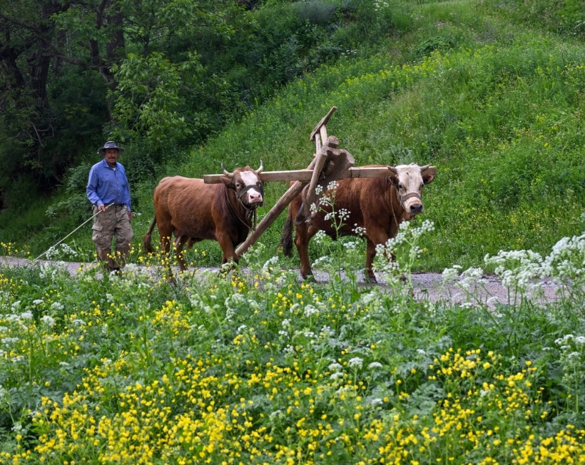 Bu köyde traktör yok! Tarlalar 8 bin yıllık yöntemle sürülüyor