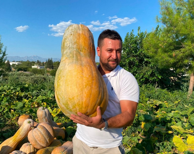 Ata tohumundan üretiliyor: Sadece bir tanesi 50 kilo ağırlığında!