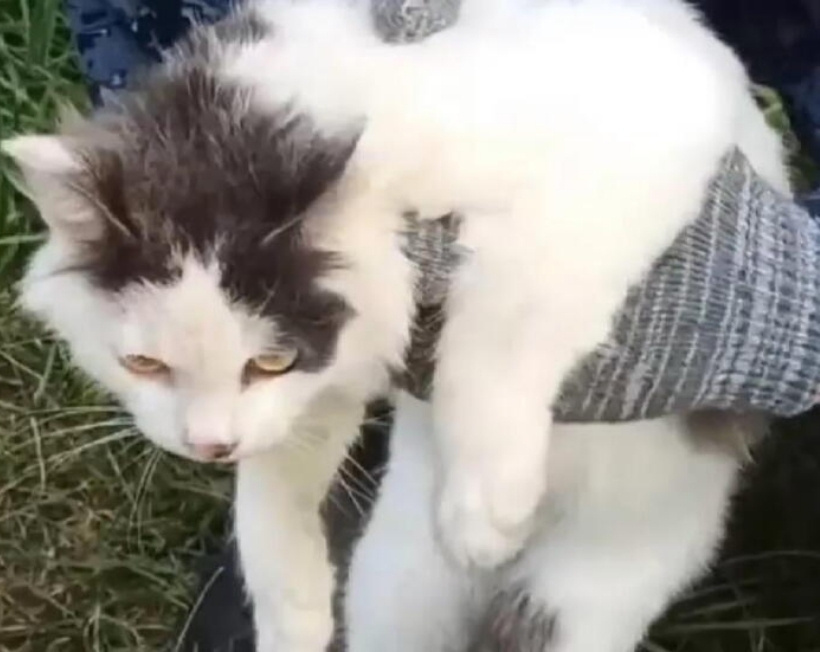 Cezaevine uyuşturucu taşıyan "kurye kedi" suçüstü yakalandı