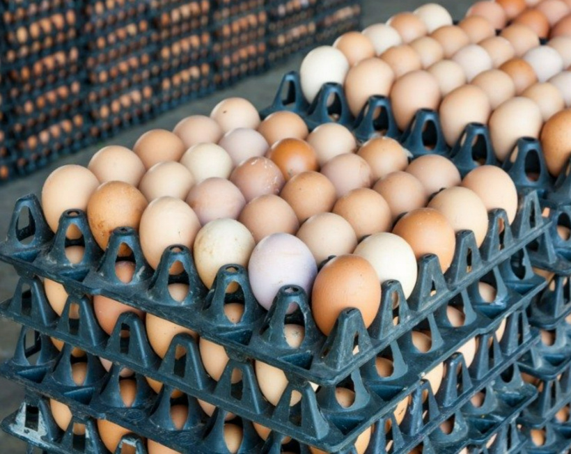 Yumurtalarda salmonella alarmı! Milyonlarca ürün için geri çağırma kararı