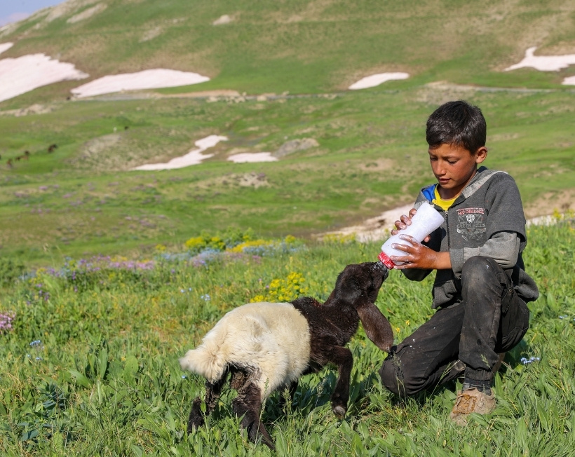 2 bin 625 rakımda bereket yağdı: Meralar otla doldu, süt verimi tam 10 kat arttı