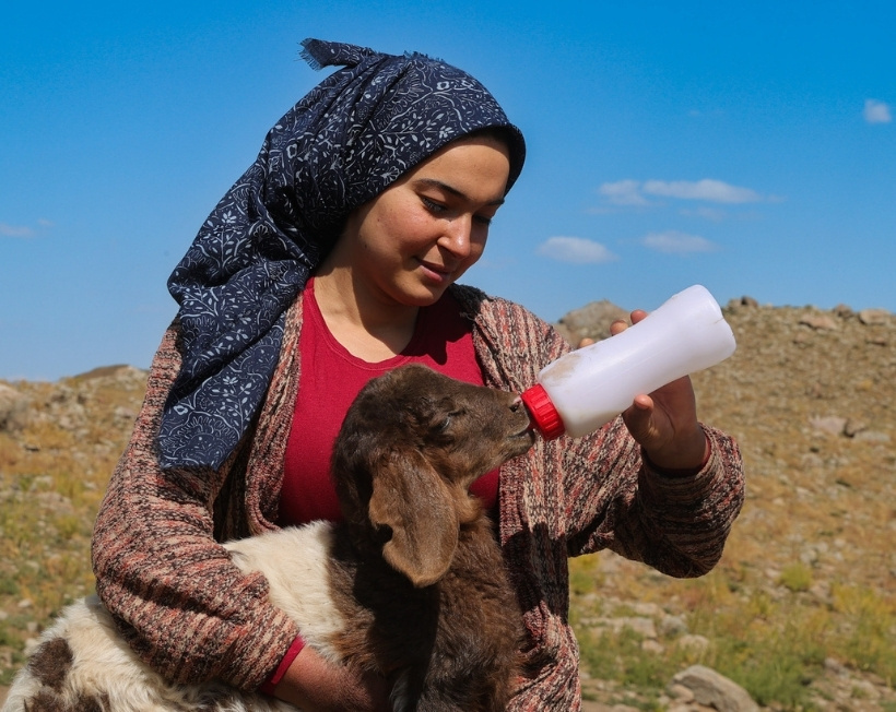 Anneleri reddetti, o sahip çıktı: Kuzucuklar bir an olsun peşinden ayrılmıyor