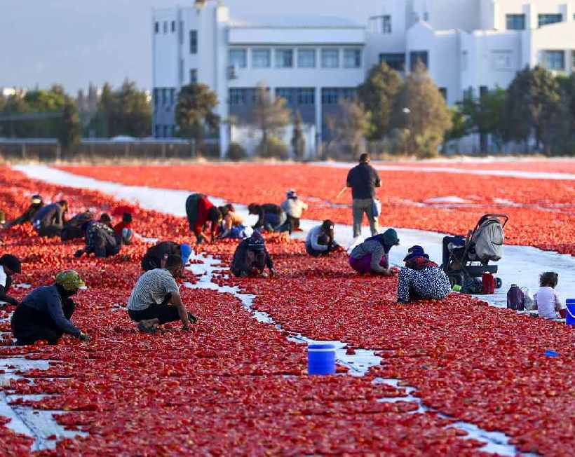 Akdeniz'den yola çıktı 91 ülkeyi fethetti! Türkiye'ye 6 ayda 60 milyon dolar kazandırdı
