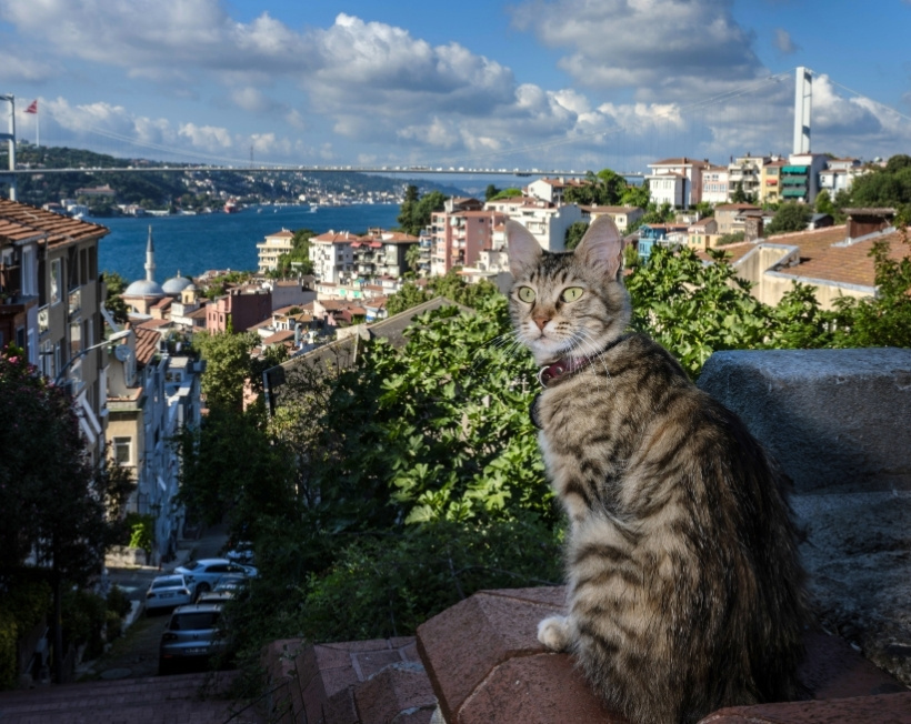 İstanbul'un gerçek sahipleri: Sokak kedileri şehri pati pati fethetti