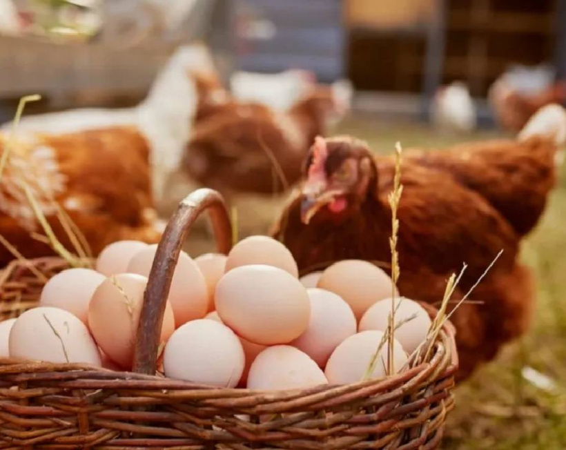 Organik yumurta sınıfta kaldı!