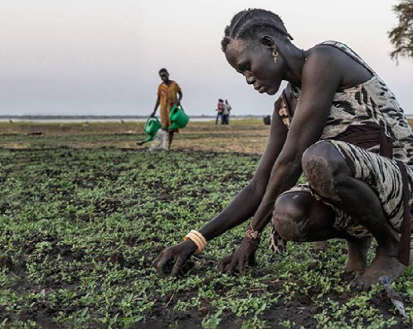 Afrika’nın yeni altını topraktan fışkırıyor: Tek bir ürünle dünya pazarını ele geçirdi!