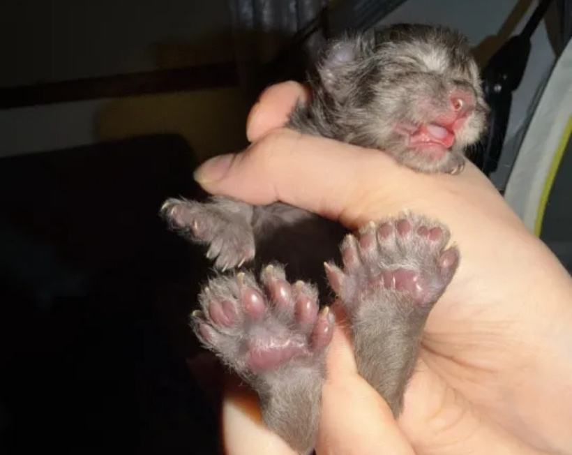Say say bitmedi: 29 parmaklı kedi koca patileriyle dünya rekoru kırdı!
