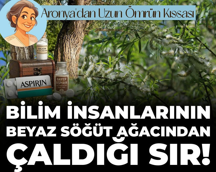 Bilim insanlarının beyaz söğüt ağacından çaldığı sır!