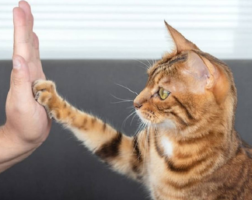 Kediceyi ne kadar biliyorsunuz? 4 soruluk testi çözün ve seviyenizi hemen öğrenin!