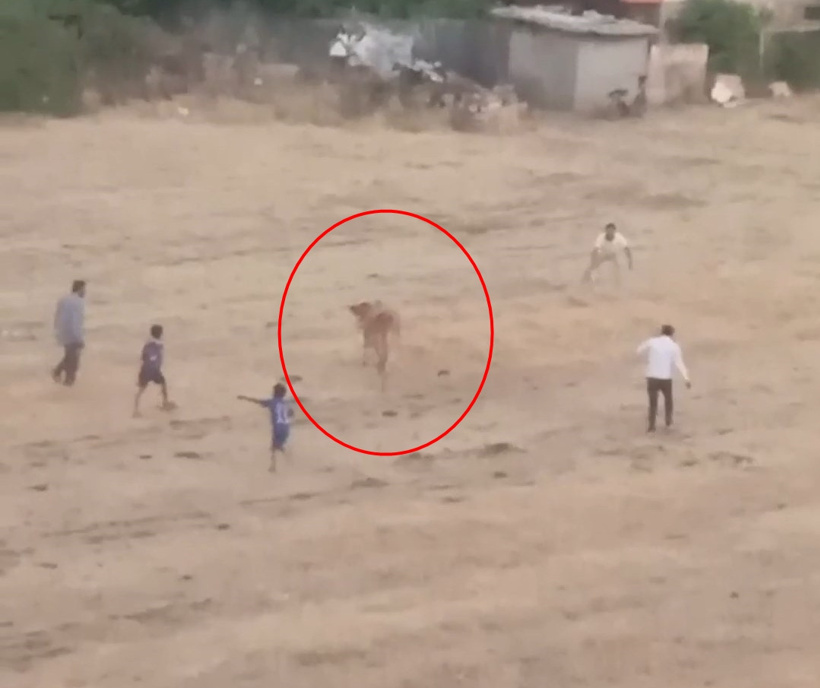 Kaçan inek sahibini yere serdi: O anlar saniye saniye kaydedildi - Resim : 3