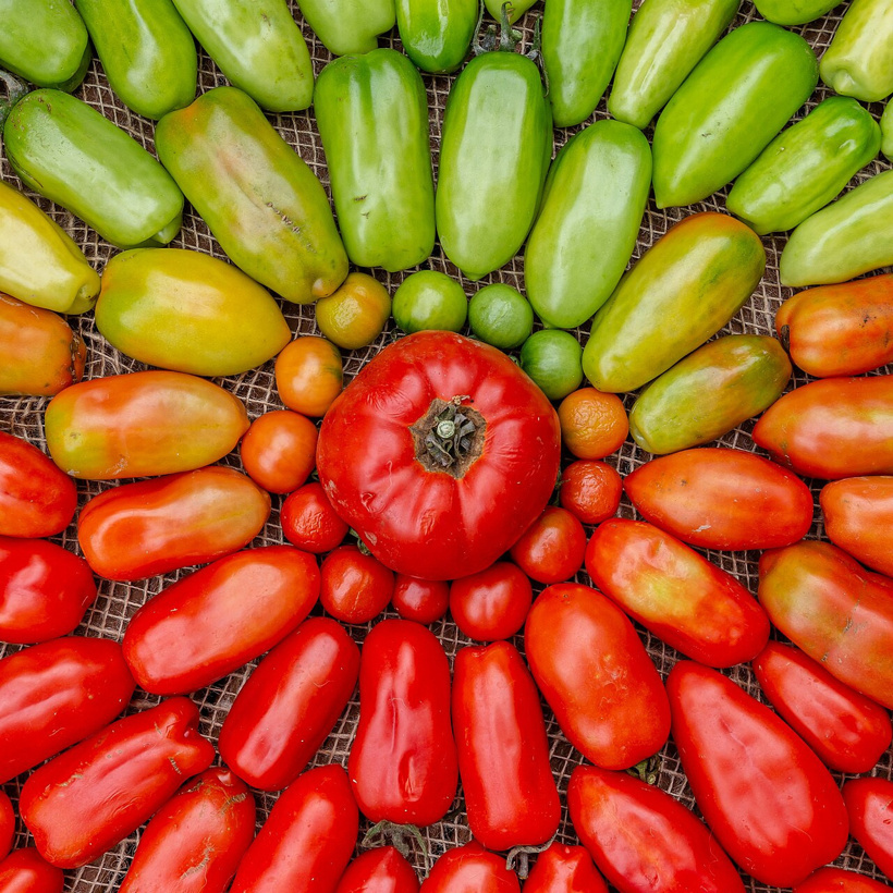 Kışlık konserve yapanlar dikkat! Tek bir ihmal ölüme sürüklüyor - Fotoğraf: 6