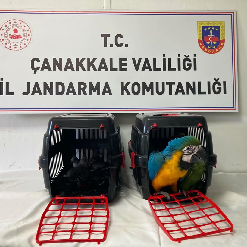 Koruma altındaki 9 kuş kaçakçıların elinden kurtarıldı - Resim : 1
