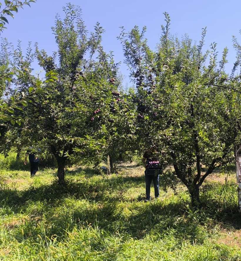 'Siyah inci' olarak biliniyor ama sadece meyve değil: Sofralara pestil ve pekmez olarak da geliyor - Resim : 2